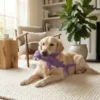 Interactive purple shark squeaky dog toy