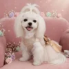 champagne-gold-lace-dog-dress Celeste Champagne Princess Dog Dress