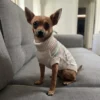 classic-nordic-dog-sweater Classic Nordic dog sweater