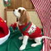 Festive red Christmas dog sweater