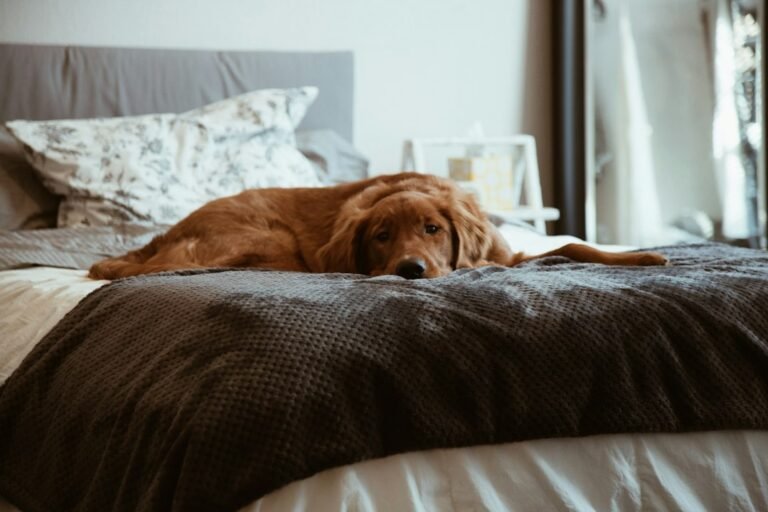 A dog digging at its bed in a cozy, luxury home interior.