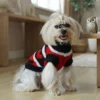 Punk style black and red dog