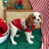 Red Christmas dog sweater
