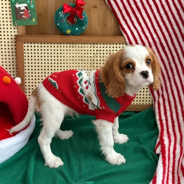 Red Christmas dog sweater