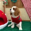 Red winter dog sweater