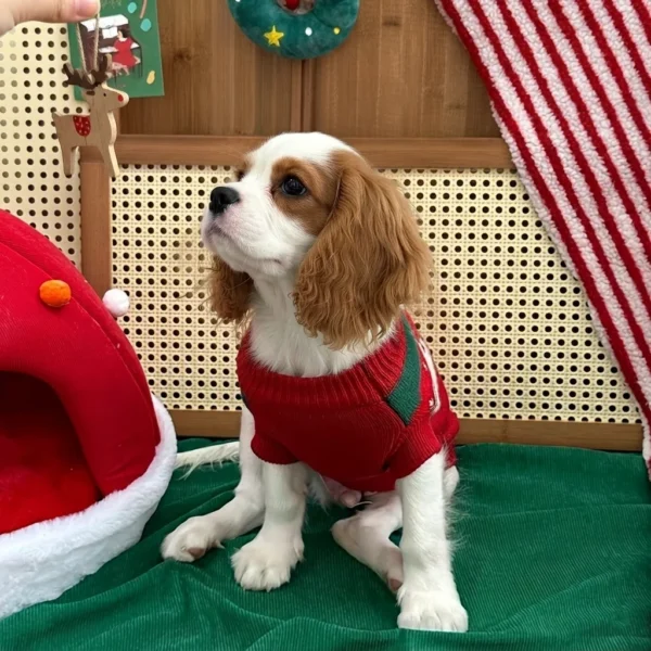 Red winter dog sweater