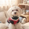 Rouge Ace poker dog sweater