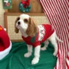Ruby red Christmas dog sweater