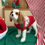 Ruby Red Christmas Dog Sweater