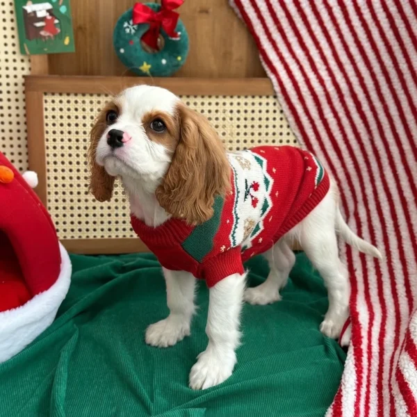 Ruby red Christmas dog sweater