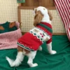Ruby red holiday dog sweater