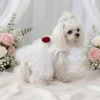 Rosalie White Tulle Dog Dress