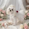 White tulle red rose dog dress
