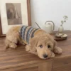 Blue and brown winter dog sweater